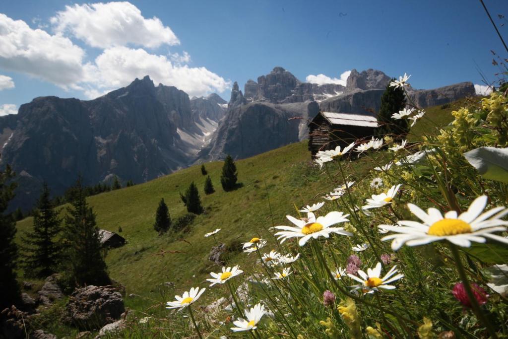 Hotel Ciasa Ai Pini San Cassiano  Buitenkant foto